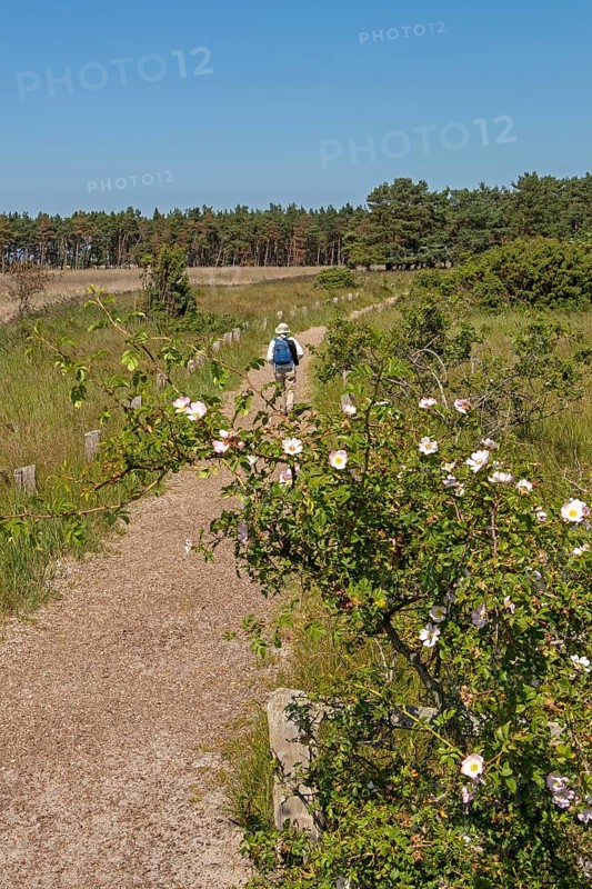 Circular hiking trail, thorn bush, blossoms, flowers, trees, man, Darßer Ort, Born a. Darß, Mecklenburg-Vorpommern, Germany, Europe