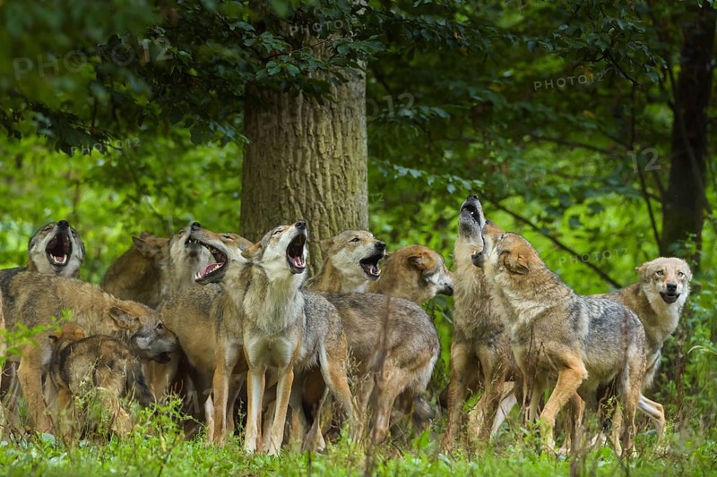 Wolf (Canis lupus), wolf pack standing and howling in a green forest area, summer, Germany, Europe
