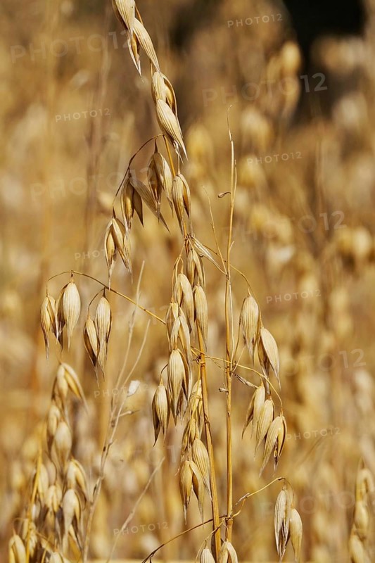 Oats, July, Germany, Europe