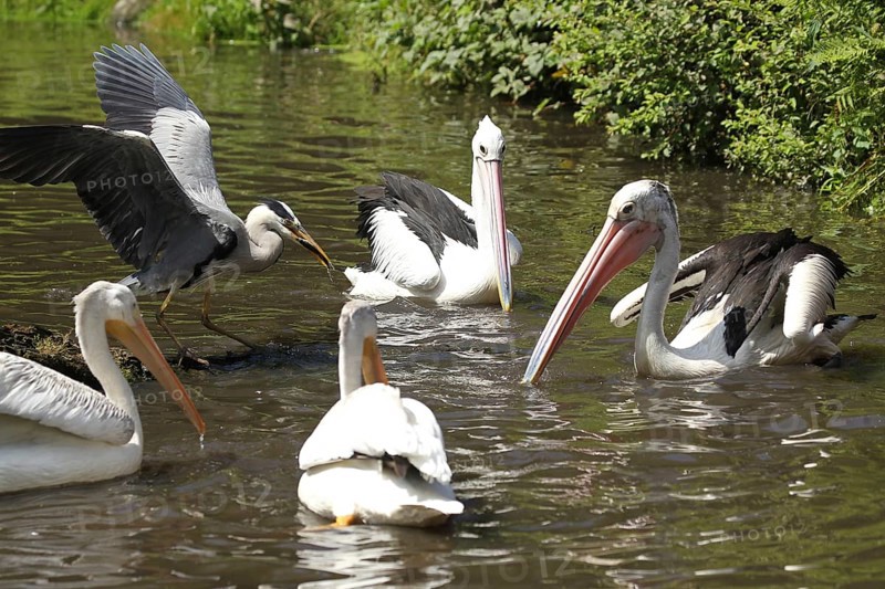 Grey heron (Ardea cinerea) australian pelicans (Pelecanus conspicillatus) left and in front american white pelicans (Pelecanus erythrorhynchos) Vogelpark Walsrode, Lower Saxony, Germany, Europe