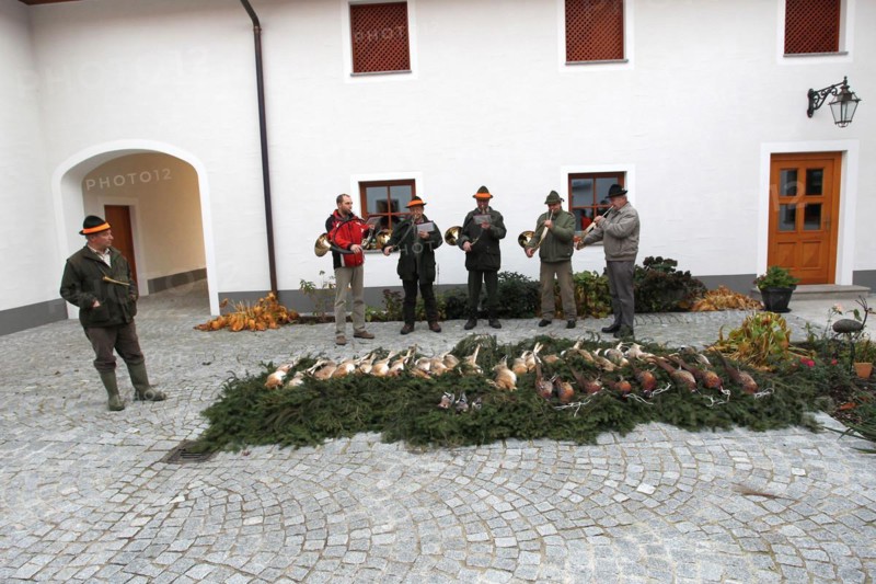 Hunters, hunting guides and hunting horn blowers blowing the shot hares (Lepus europaeus) and pheasants (Phasianus colchicus) after the end of the hunt, tradition, Lower Austria, Austria, Europe