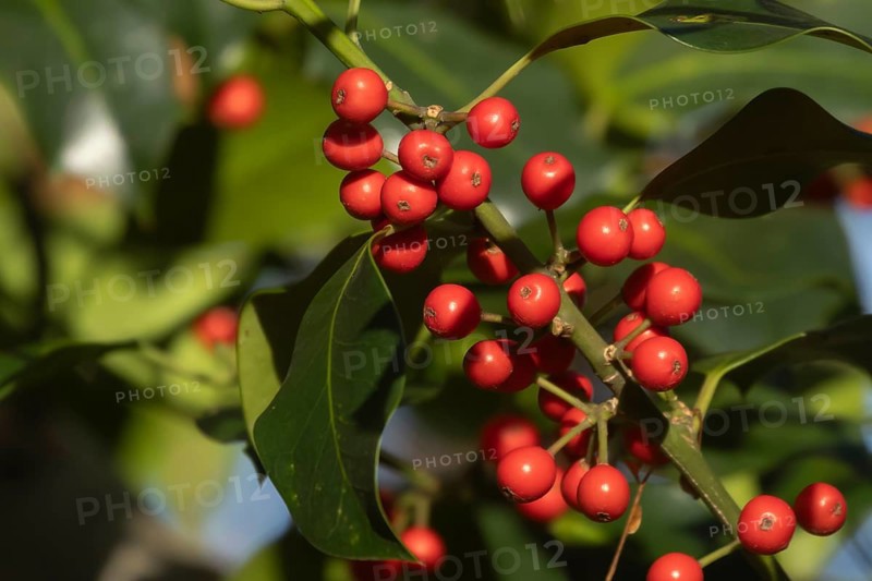 European holly (Ilex aquifolium) tree red berries on a branch in the autumn, Suffolk, England, United Kingdom, Europe