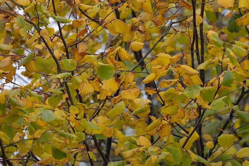 Common hazel (Corylus avellana) tree with yellow leaves in the autumn, Suffolk, England, United Kingdom, Europe