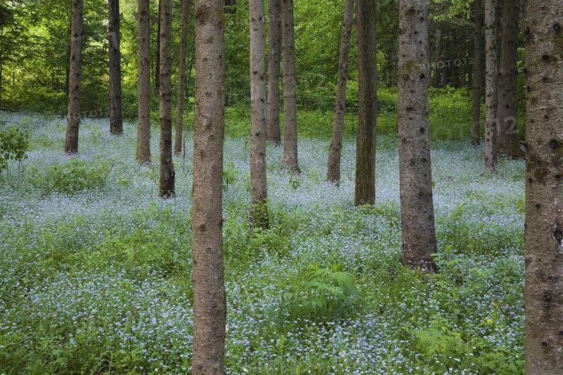Picea, Spruce tree trunks in field of blue Myosotis, Forget-me-not flowers in spring, Quebec, Canada, North America