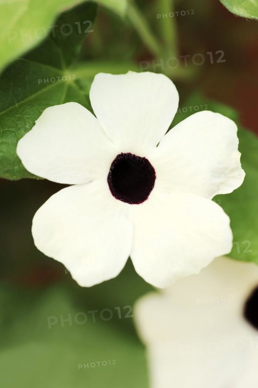Black-eyed susan vine (Thunbergia alata), flower, ornamental plant, North Rhine-Westphalia, Germany, Europe