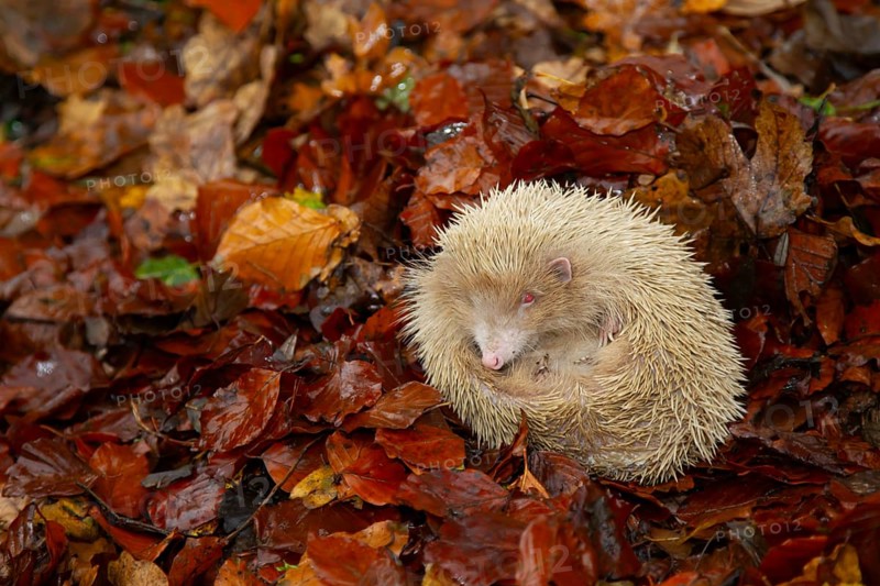 European hedgehog (Erinaceus europaeus) adult albino animal resting in fallen autumn leaves, Suffolk, England, United Kingdom, Europe
