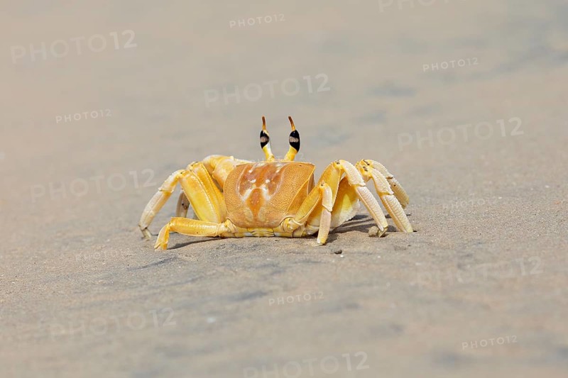 Horn-eyed Ghost crab (Ocypode brevicornis) at Marari Beach or beach, Mararikulam, Alappuzha district, Kerala, India, Asia