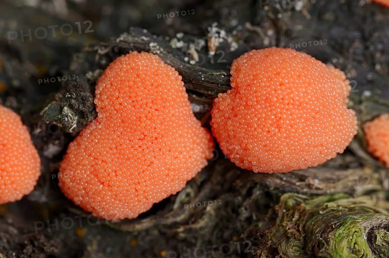Salmon-coloured slime mould or fish egg slime mould (Tubifera ferruginosa, Tubifera ferruginea), North Rhine-Westphalia, Germany, Europe