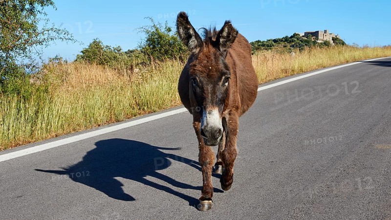 A donkey stands on a sunny road with blue sky in the background, farm animals, Mani Peninsula, Peloponnese, Greece, Europe
