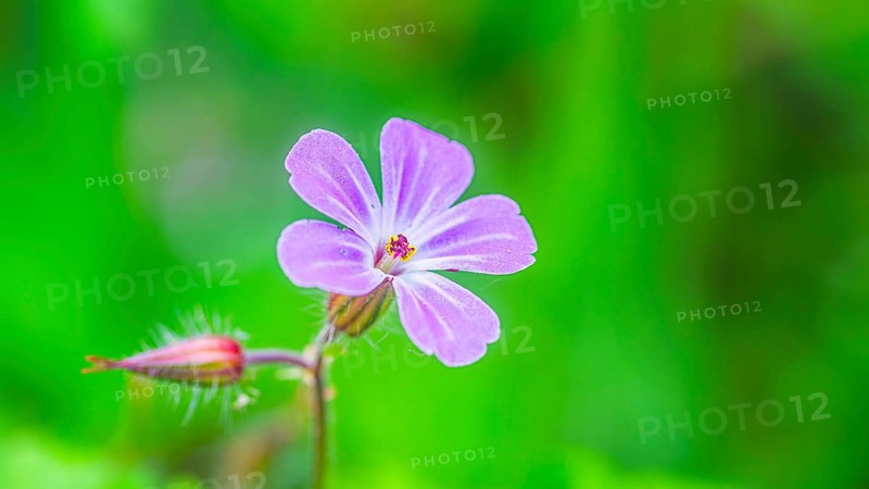 Ruprechtskraut (Geranium robertianum), stinking cranesbill, close-up, nature photograph, landscape format, Pflenze, Neustadt am Rübenberge, Germany, Europe