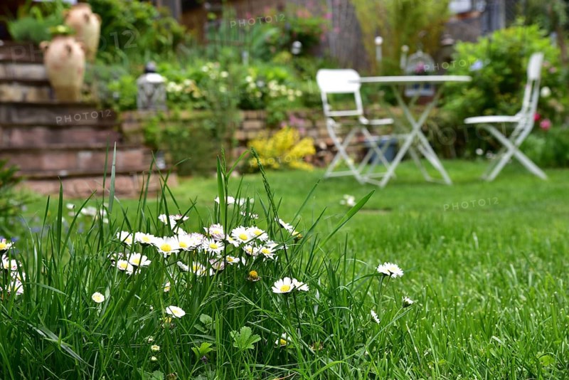 Lawn with blooming common daisies (Bellis perennis) in a well-tended private garden, in the background a garden table with chairs, Bavaria, Germany, Europe