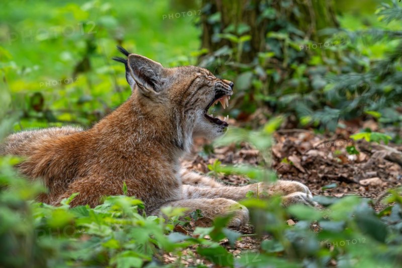 Sleepy Eurasian lynx (Lynx lynx) yawning and showing large fangs, canines in thicket of forest