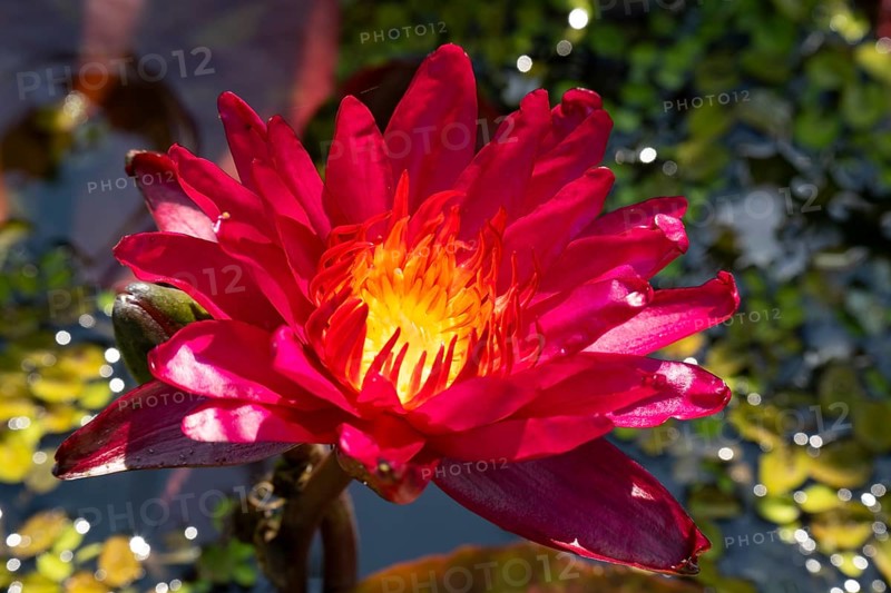 Hardy water lily (Nymphaea), Sangria, flowering, North Rhine-Westphalia, Germany, Europe