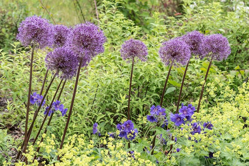 Flower bed with ornamental leeks (Allium caeruleum), lady's mantle (Alchemilla mollis) and cranesbill (Geranium), Mecklenburg-Vorpommern, Germany, Europe