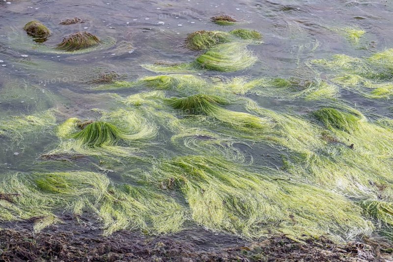 Rock filamentous algae (Cladophora rupestris on rocks in the Baltic Sea, Mecklenburg-Vorpommern, Germany, Europe