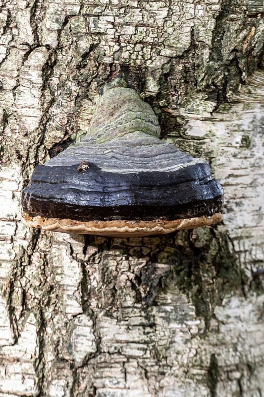 Tinder fungus (Fomes fomentarius) on a birch (Betula pendula), Emsland, Lower Saxony, Germany, Europe