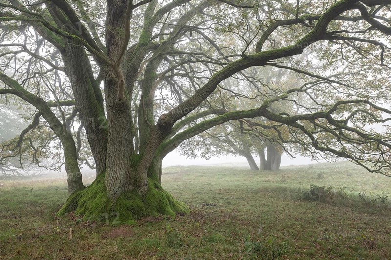 English oaks (Quercus robur) in fog, Emsland, Lower Saxony, Germany, Europe