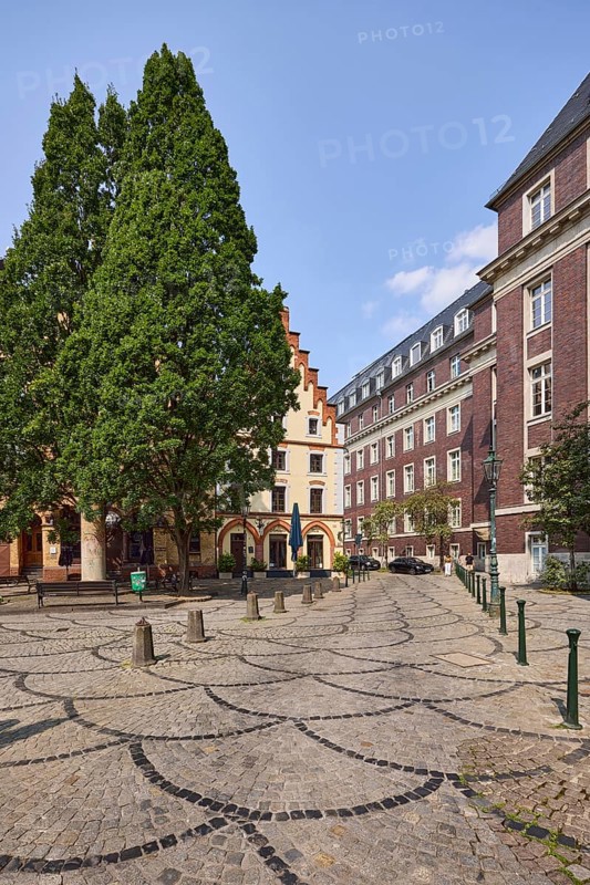 Mediterranean cypress (Cupressus sempervirens) and historic brick buildings on Liefergasse in the historic city centre of Düsseldorf, state capital, independent city, North Rhine-Westphalia, Germany, Europe