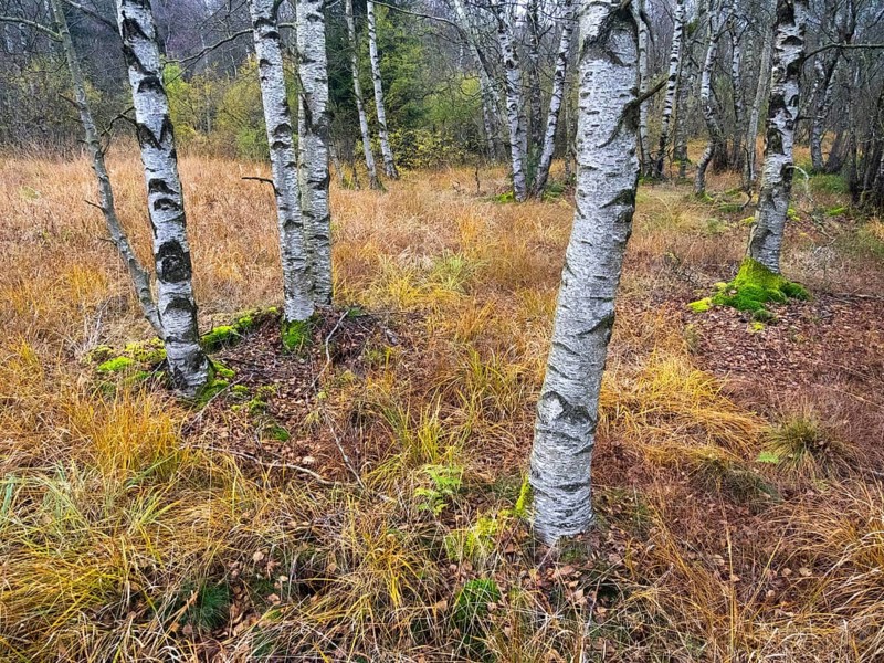Moor Birch tree stems, (Betuls pubescens) with surounding autumn colour, in the Rhön UNESCO Biosphere nature reserve, county Bavaria, German