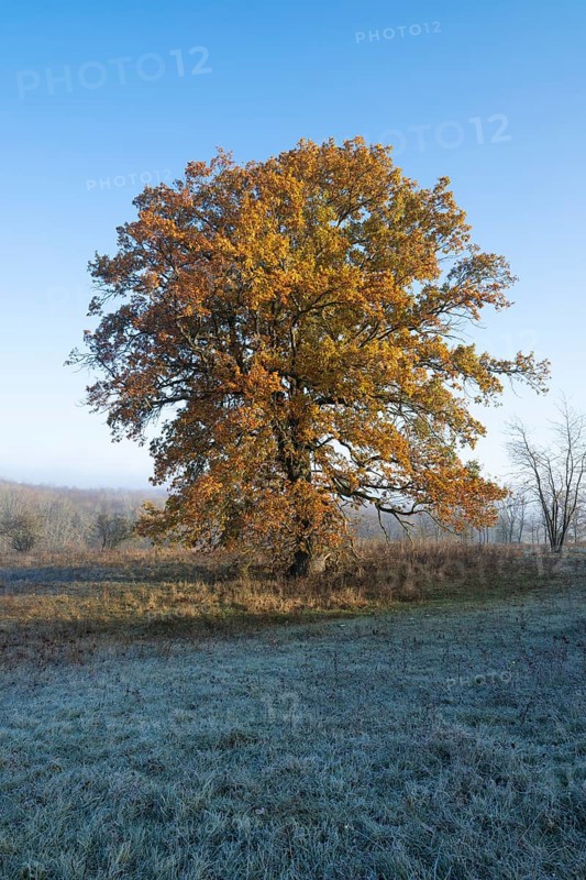 English oak (Quercus robur), solitary tree in a meadow, in autumn with yellow discoloured leaves, grass with hoarfrost, blue sky, Thuringia, Germany, Europe