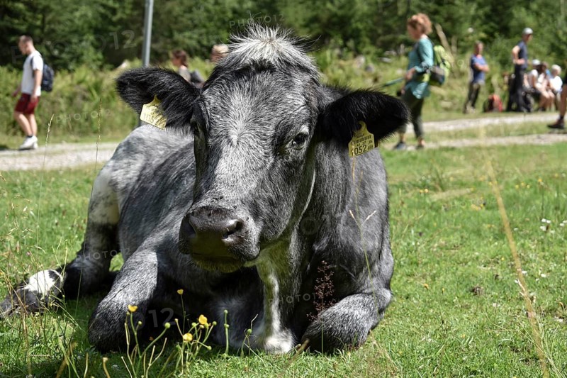 A black cow on the mountain pasture with hikers at the Styrian Lake Constance, Schladminger Tauern, Styria, Austria, Europe