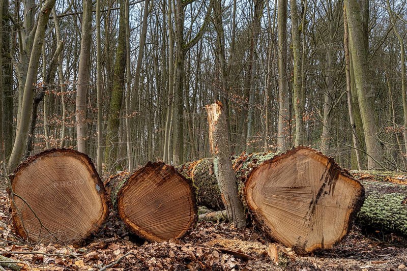 Detailed photo, forestry and clearing in the forest, Berlin, Germany, Europe