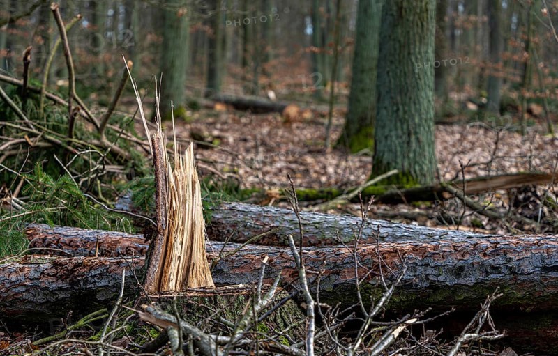 Detailed photo, forestry and clearing in the forest, Berlin, Germany, Europe