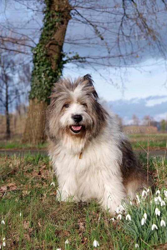 Dog (Canis lupus familaris), Pet, Elo, Breed, Landscape, Spring, Germany, The adult large Elo sits next to snowdrops in the grass, Europe