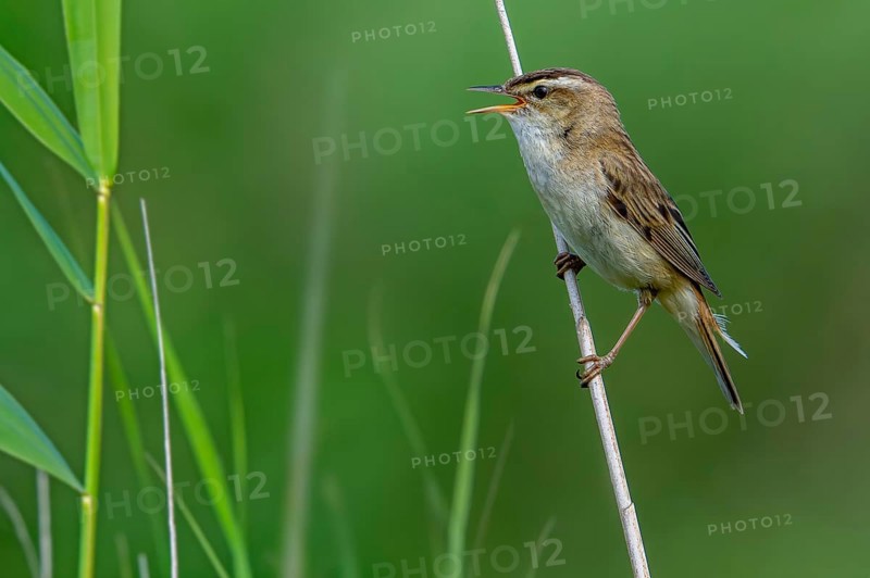 Sedge warbler (Acrocephalus schoenobaenus, Motacilla schoenobaenus) calling from reed stem in reedbed in summer