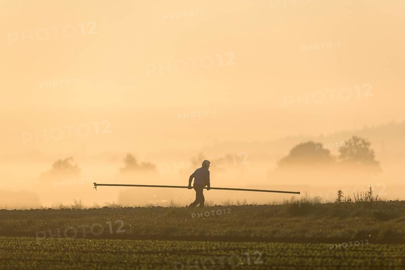 Symbolic image, climate change, global warming, a vegetable farmer lays irrigation pipes in a field to water vegetables, fog, morning, Baden-Württemberg, Germany, Europe