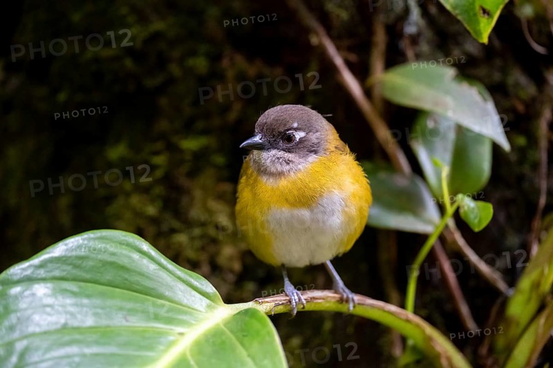 Finch Bush Tanager (Chlorospingus ophthalmicus), adult, sitting on a leaf, Monteverde Cloud Forest, Monte Verde, Costa Rica, Central America