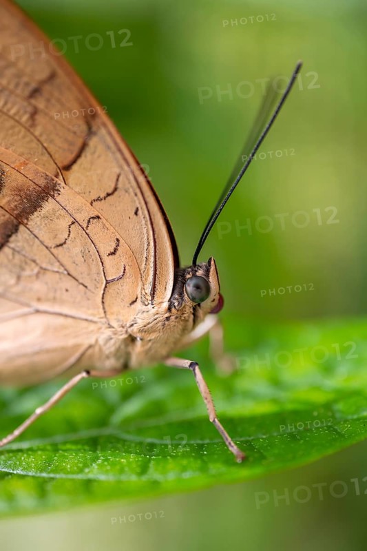 Morpho helenor, blue morpho butterfly sitting on a leaf, Alajuela province, Costa Rica, Central America