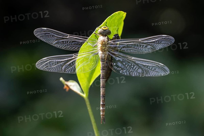 Southern Hawker (Aeshna cyanea) with exuviae, Emsland, Lower Saxony, Germany, Europe