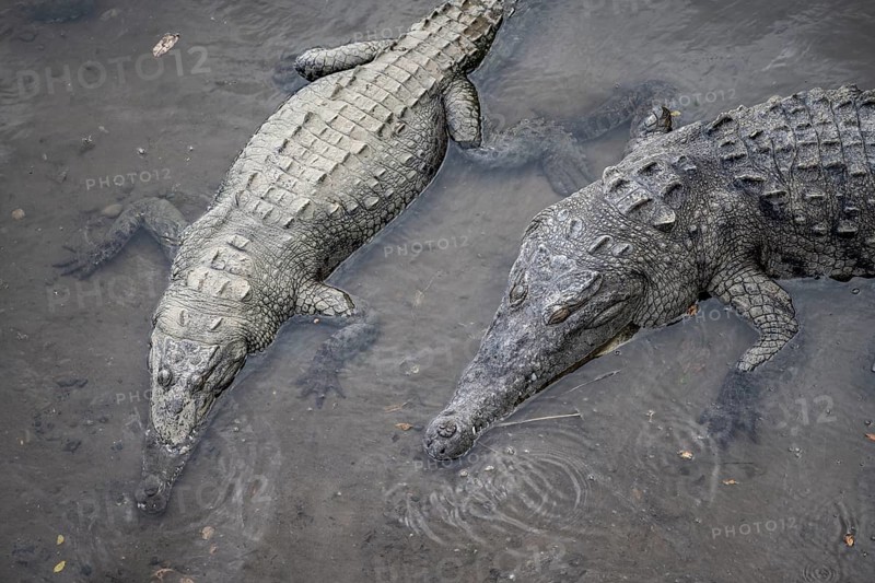 American crocodile (Crocodylus acutus) swimming in the water, from above, Rio Tarcoles, Carara National Park, Puntarenas Province, Costa Rica, Central America