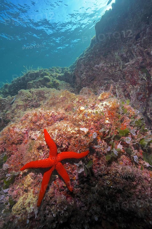 Red starfish (Echinaster sepositus) in a brightly lit reef. Dive site Giens Peninsula, Provence Alpes Côte d'Azur, France, Europe