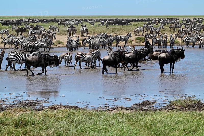 Blue Wildebeests (Connochaetes taurinus) and zebras (Equus burchelli) by the pond, Serengeti National Park, Tanzania, Africa