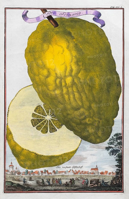 Citron or cedrat (Citrus medica), citrus fruit, hand-coloured copperplate engraving from Nürnbergische Hesperides, Oder Gründliche Beschreibung Der Edlen Citronat- Citronen- und Pomerantzen-Früchte, Nuremberg 1708
