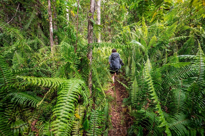 Young woman on a hiking trail in the rainforest, tourist hiking in the tropical rainforest through dense vegetation, Corcovado National Park, Osa Peninsula, Puntarena Province, Costa Rica, Central America