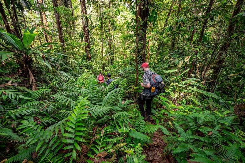 Young man on a hiking trail in the rainforest, tourist hiking in the tropical rainforest through dense vegetation, Corcovado National Park, Osa Peninsula, Puntarena Province, Costa Rica, Central America