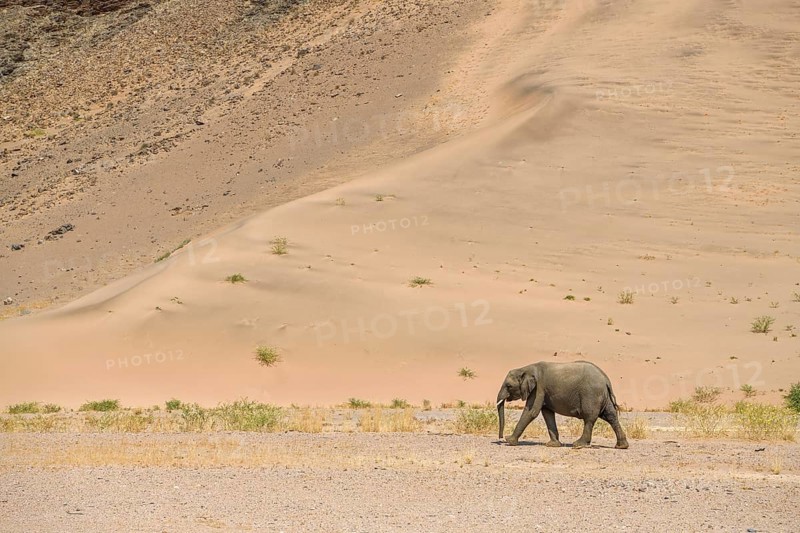 Desert elephant (Loxodonta africana) in front of a dune in the Huab dry river, Damaraland, Kunene region, Namibia, Africa