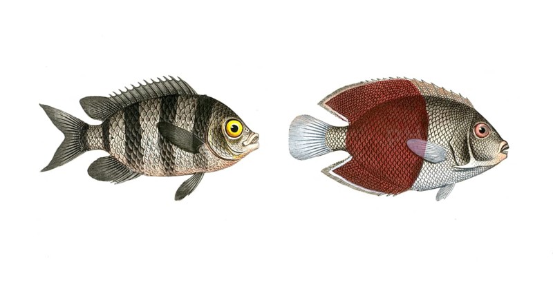 Fish, fish, left: Genus butterflyfish, butterflyfish, Chaetodon saxatilis, the forktail, right: genus butterflyfish, Chaetodon bicolor, the bicoloured clifffish, Historical, digitally restored reproduction from a 19th century original, Record date not stated