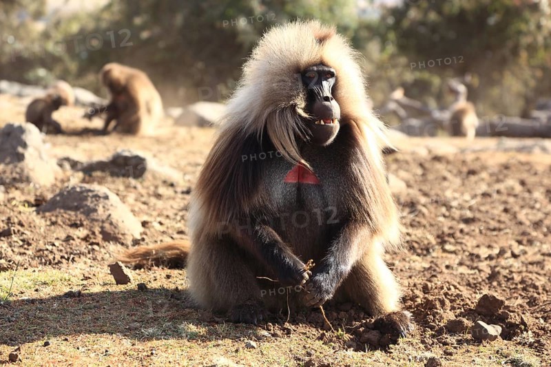 In the highlands of Abyssinia, in the Semien Mountains, landscape in the Semien Mountains National Park, blood-breasted baboons, Theropithecus gelada, rare primate species in the highlands of Ethiopia, cheek pouch monkey, Ethiopia, Africa