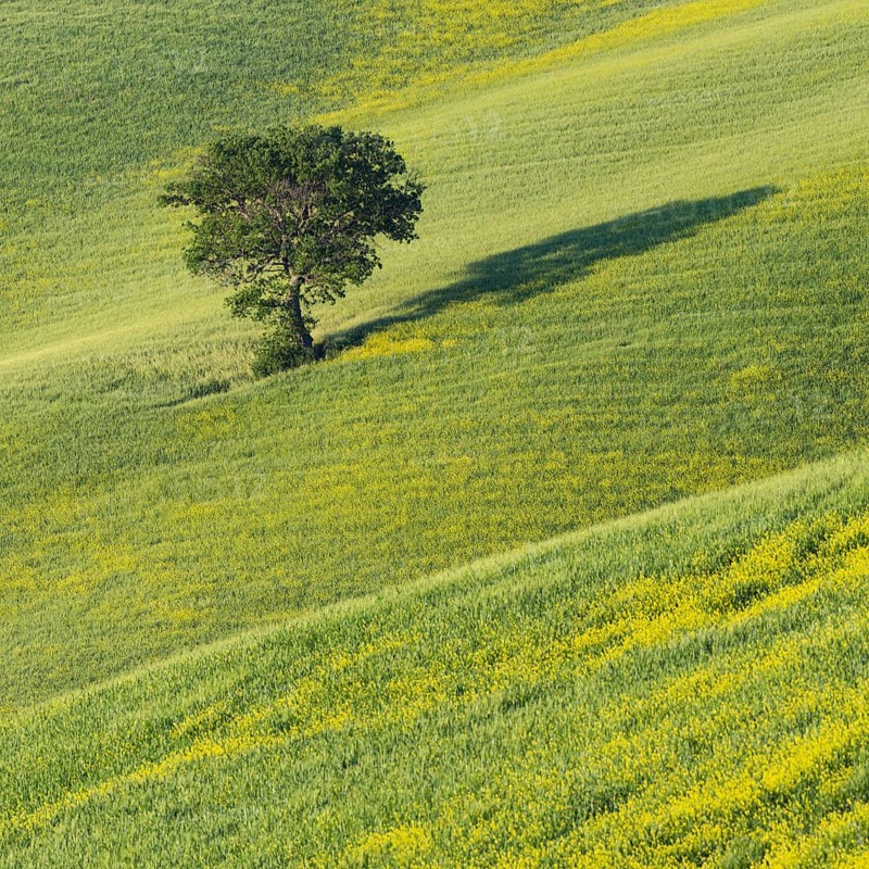 Mulberry tree (Morus) in a field with flowering yellow broom (Genista tinctoria), Tuscany, Italy, Europe