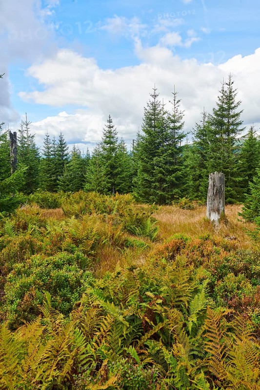 Vegetation with Norway spruce (Picea abies), colored European blueberry (Vaccinium myrtillus) and male fern (Dryopteris filix-mas) on Mount Lusen in late summer, Bavarian Forest, Bavaria, Germany, Europe