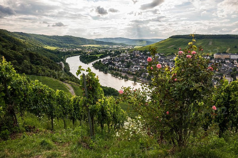 Vineyard with roses, sunset, Moselsteig Trail, Bernkastel-Kues, Moselle, Rhineland-Palatinate, Germany, Europe