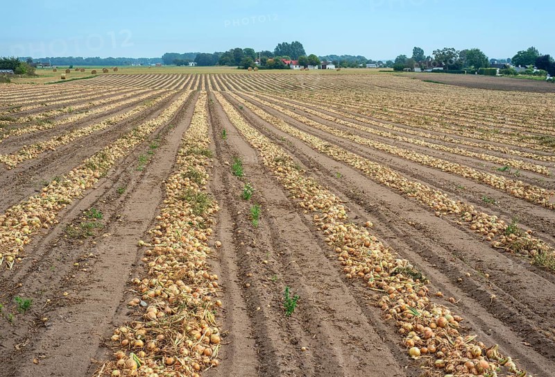 Harvested yellow onions in rows for drying in the field on Ingelstorp, Ystad Municipality, Skåne County, Sweden, Scandinavia, Europe