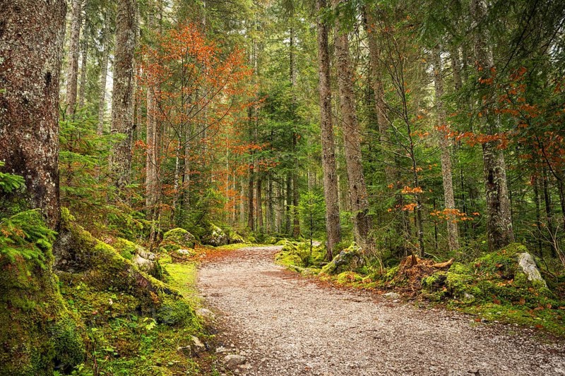 The hiking trail around the Vorderer Gosausee leads through the autumnal forest. Gosau, Gosau Valley, Salzkammergut, Upper Austria, Austria, Europe