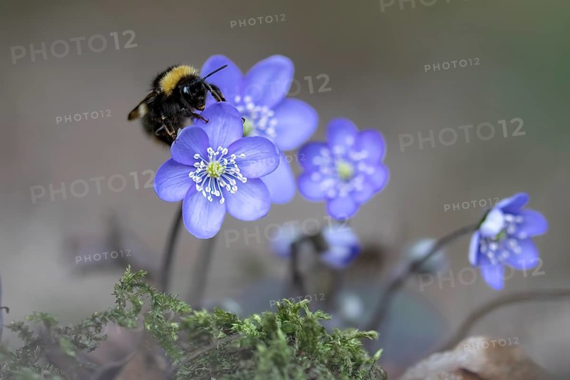 Liverwort (Hepatica nobilis) with large bumblebee (Bombus magnus), Austria, Upper Austria, Europe