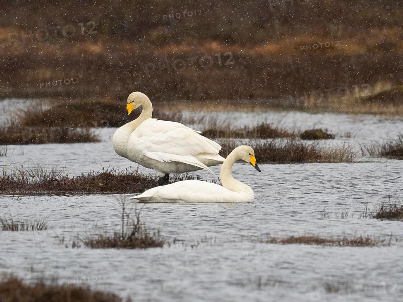 Whooper Swan (Cygnus cygnus) adult pair, on lake, with falling sleet, May, Finnish Lapland