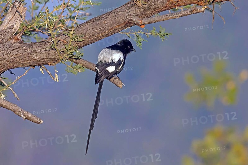Africa, Botswana, magpie, magpie shrike, Corvinella melanoleuca, Botswana, Botswana, Africa